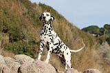 DALMATIEN 163